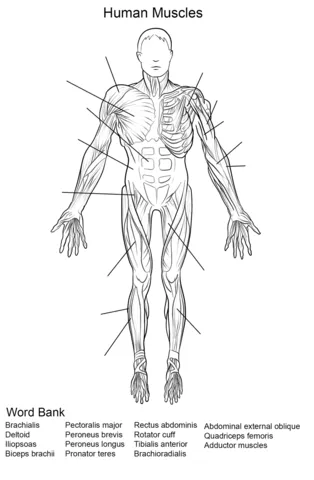 Dibujo de Ejercicio: Músculos del Cuerpo Humano Vista Frontal para ...