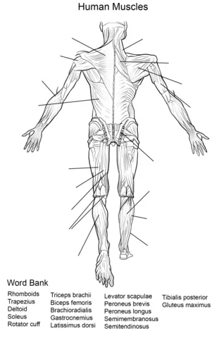Dibujo de Ejercicio: Músculos del Cuerpo Humano Vista Trasera para ...