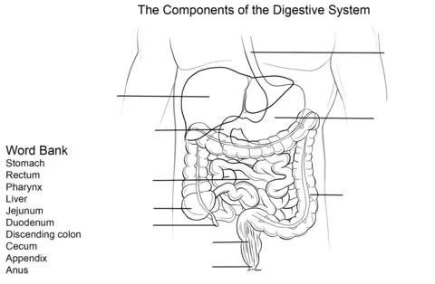 Dibujo de Ejercicio: Sistema Digestivo para colorear | Dibujos ...