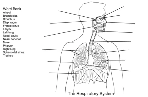 Dibujo de Ejercicio: Sistema Respiratorio para colorear | Dibujos ...