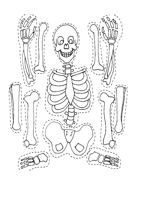 Esqueleto para armar para niños - Imagui
