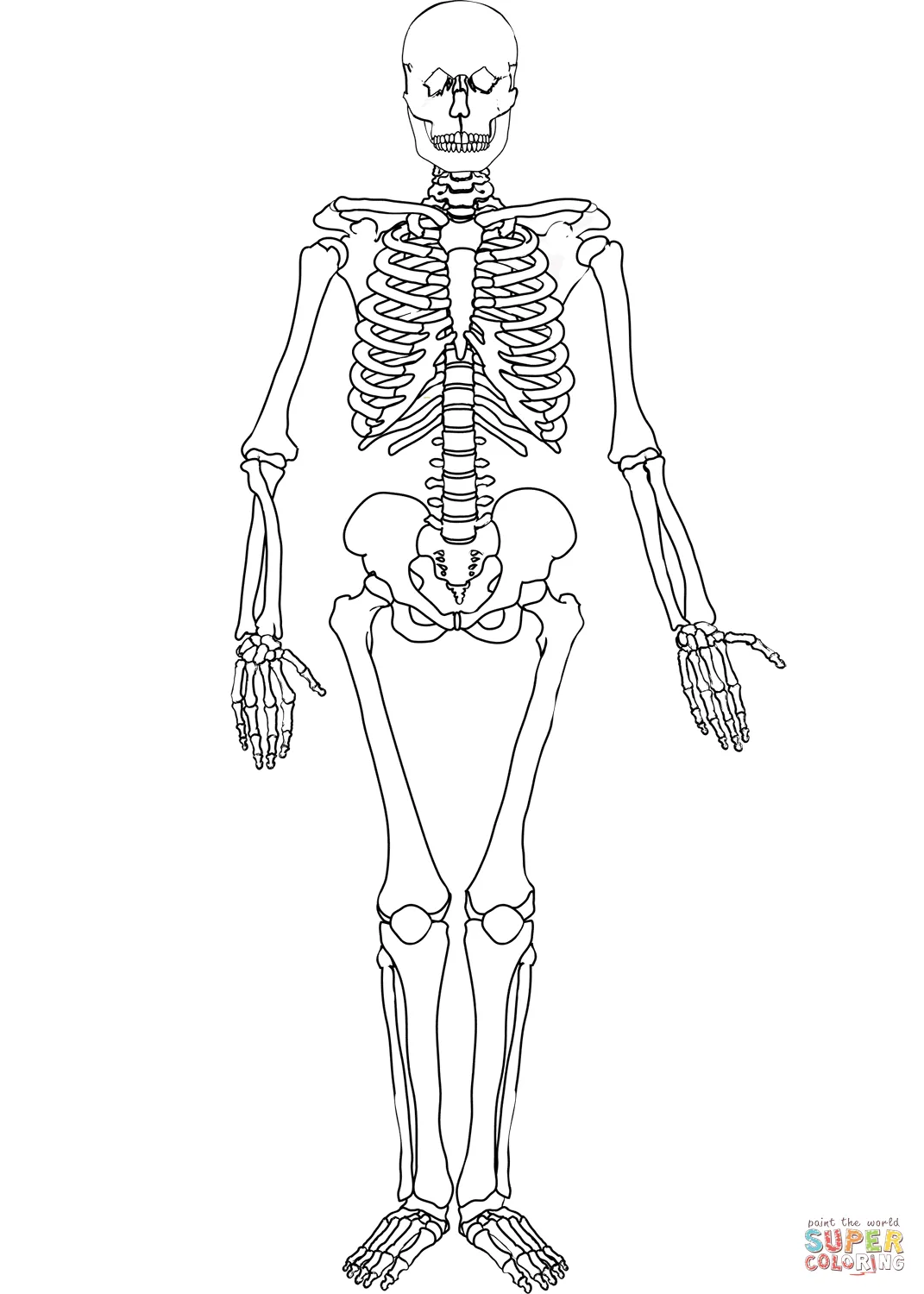 Dibujo de Esqueleto humano para colorear | Dibujos para colorear imprimir  gratis