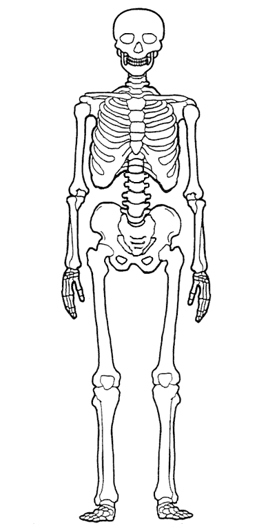 de el esqueleto humano con los huesos para rellenar y para colorear