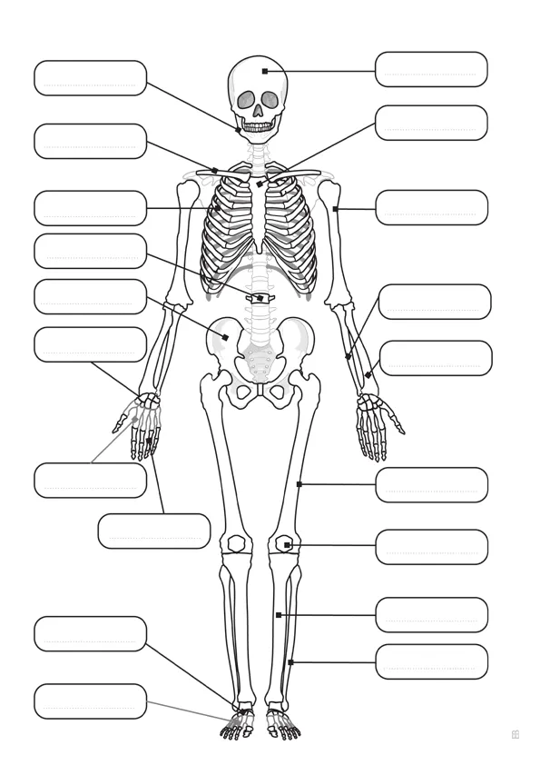imagenes para colorear esqueleto humano