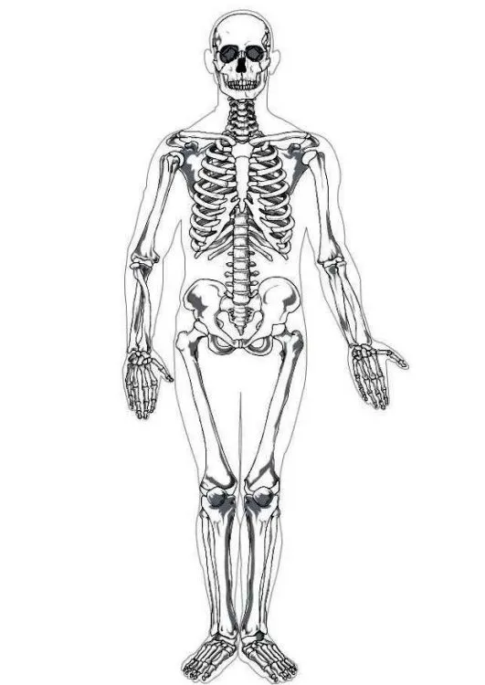 Imagenes del esqueleto humano - Imagui