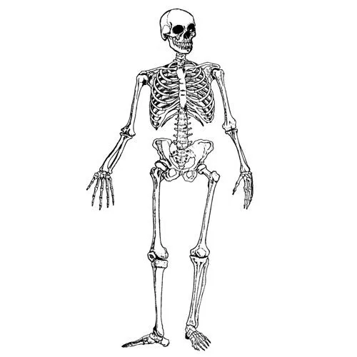 Dibujo de un esqueleto humano para imprimir - Imagui