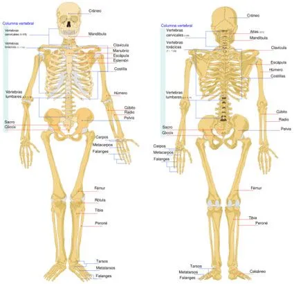 Dibujo de un esqueleto humano y sus partes - Imagui