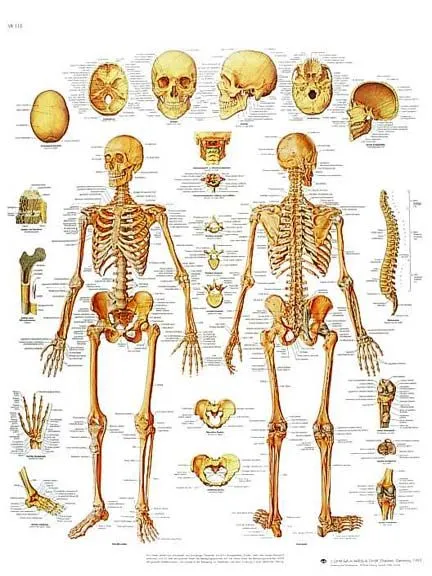 Dibujo del esqueleto y sus partes - Imagui