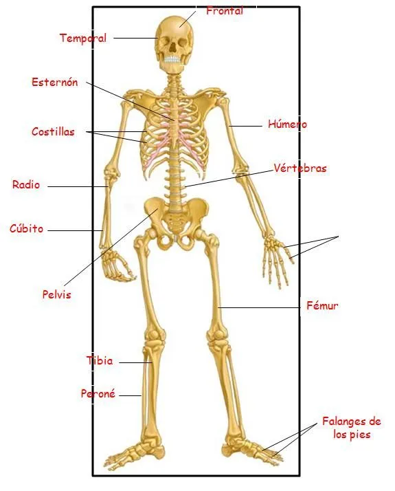 Imagenes del esqueleto humano con sus partes en español - Imagui