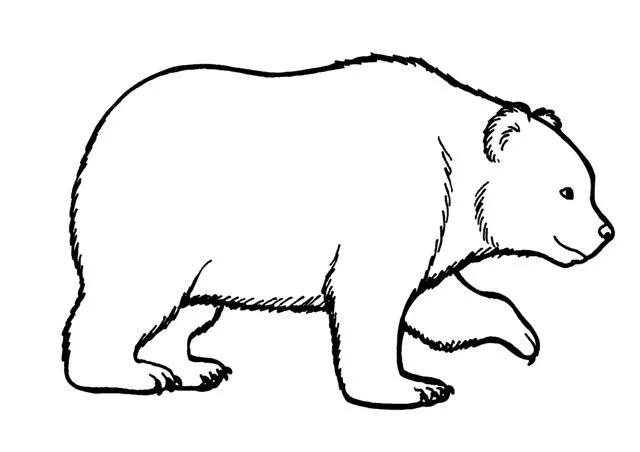 Dibujos de osos blancos - Imagui