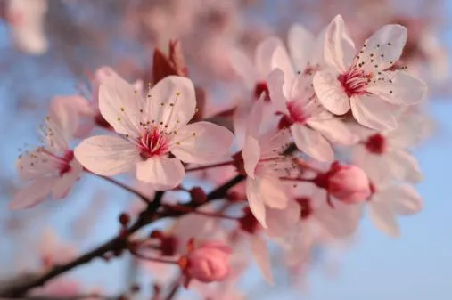 FLORES DE CHINA - Imagui