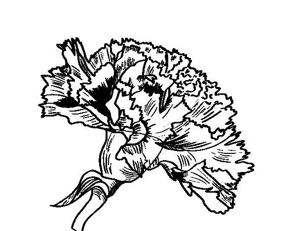 Dibujo de Flor de clavel para Colorear - Dibujos.net