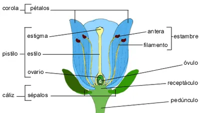 Dibujo de una flor y sus partes - Imagui