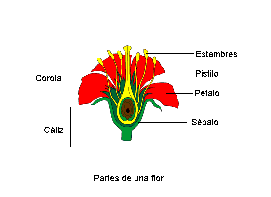 Dibujo sobre las partes de una flor - Imagui