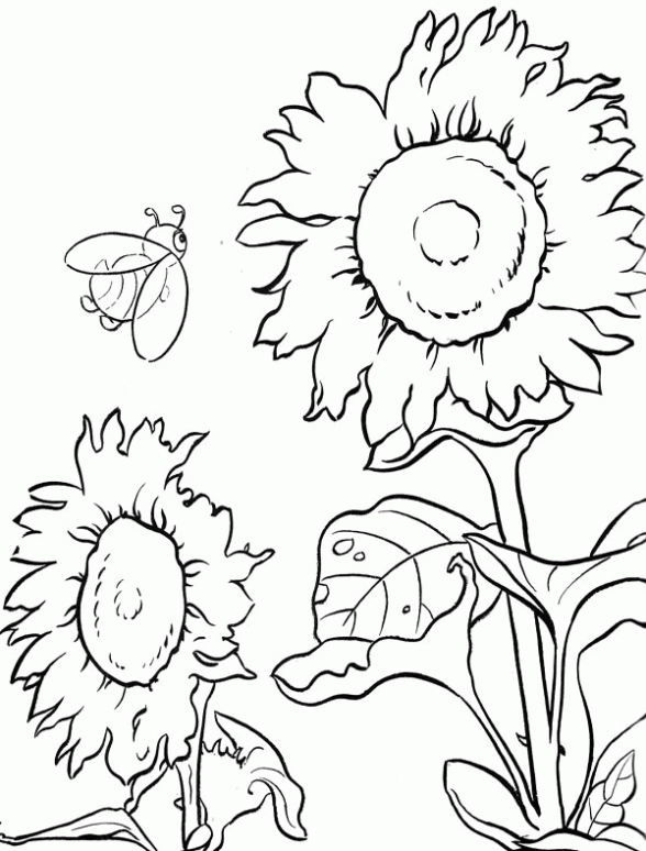 Dibujos de campos de flores para colorear - Imagui