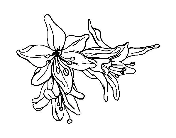 Dibujo de Flores de lilium para Colorear - Dibujos.net