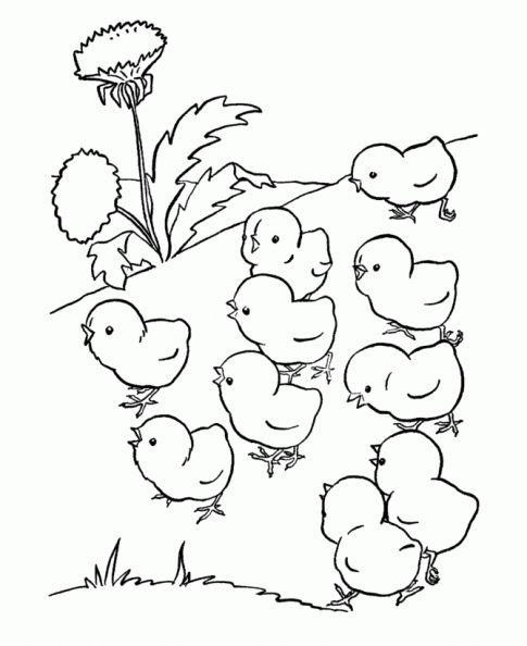 Dibujos para colorear gallinas y pollitos - Imagui