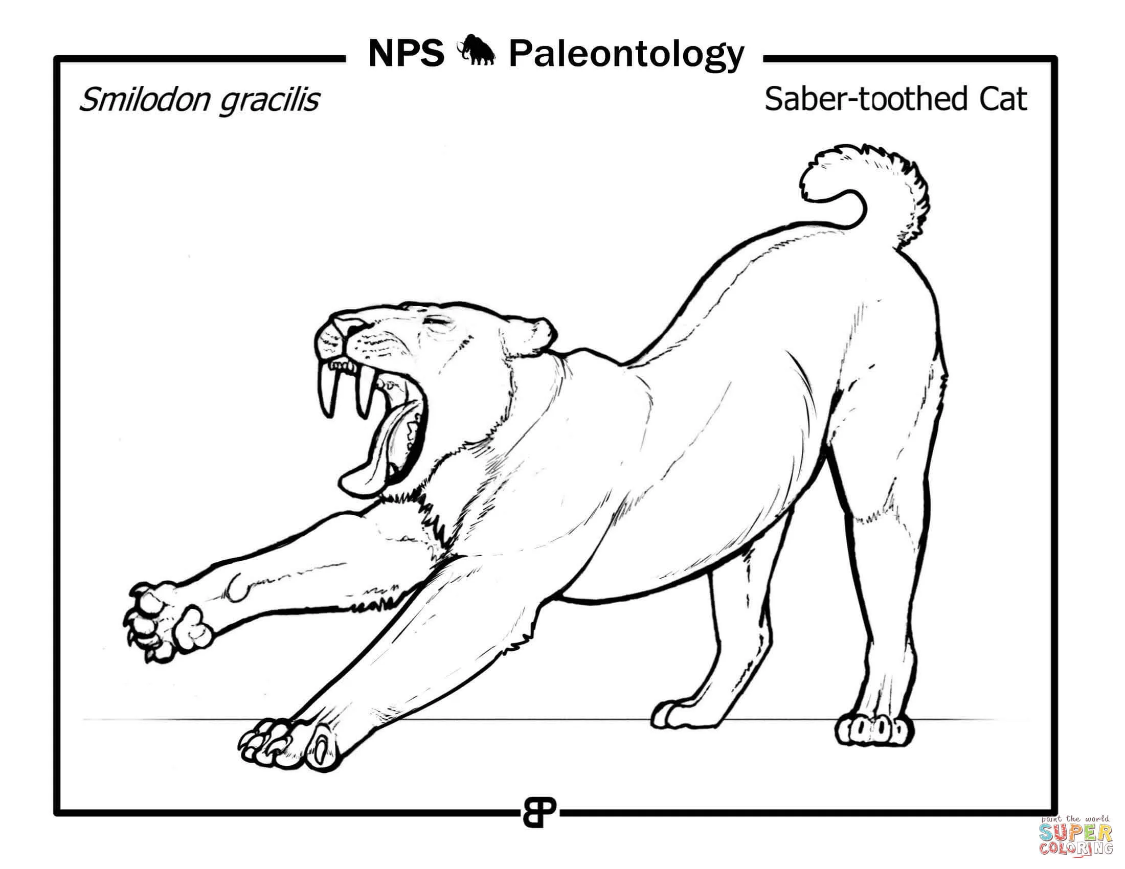 Dibujo de Gato dientes de sable prehistórico (Smilodon gracilis) para  colorear | Dibujos para colorear imprimir gratis