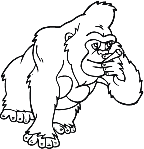 Dibujo de Gorila, primate para colorear | Dibujos para colorear ...