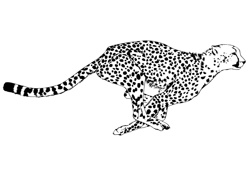 Dibujo de un guepardo corriendo. A running cheetah coloring page.