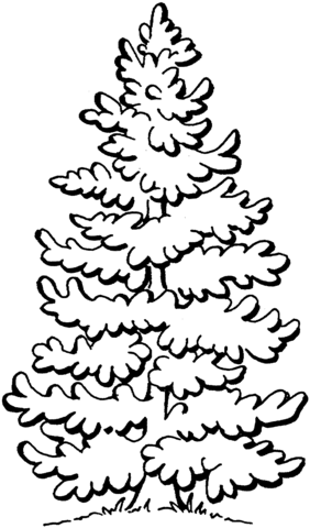 Dibujo de Hermoso Pino para colorear | Dibujos para colorear ... Dibujo de Hermoso Pino para colorear | Dibujos para colorear ...