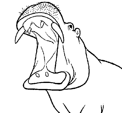 Dibujo de Hipopótamo con la boca abierta para Colorear - Dibujos.net