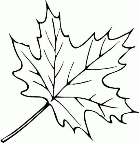 Dibujos sobre hojas de un planta - Imagui