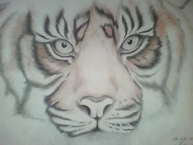 Este dibujo en honor a los tigres de Bengala, en via de extinción ...