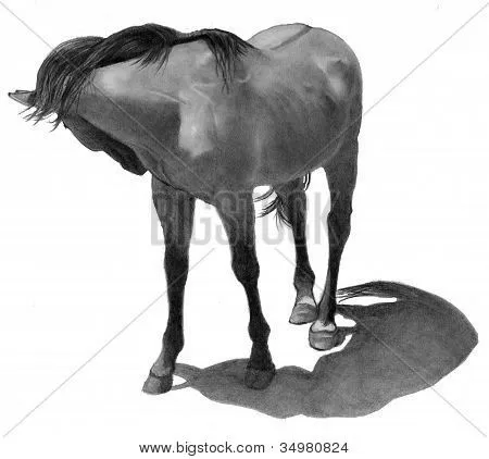 Dibujo a lápiz de caballo mirando hacia atrás Fotos stock e ...