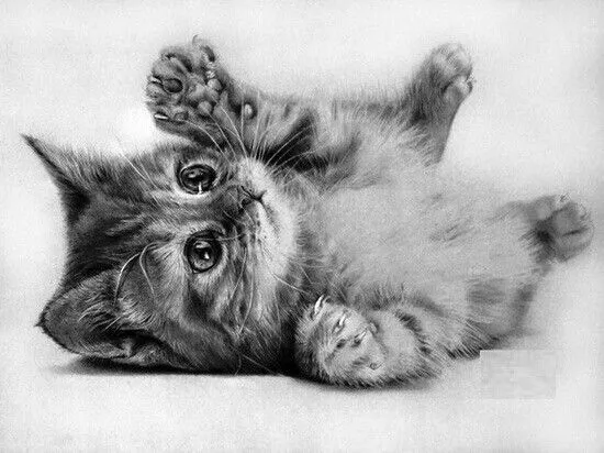 Dibujo a lápiz de un gato. | Dibujos | Pinterest | Dibujo
