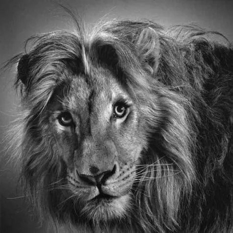 Dibujo a lápiz de un león. | Impresionantes Dibujos | Pinterest ...
