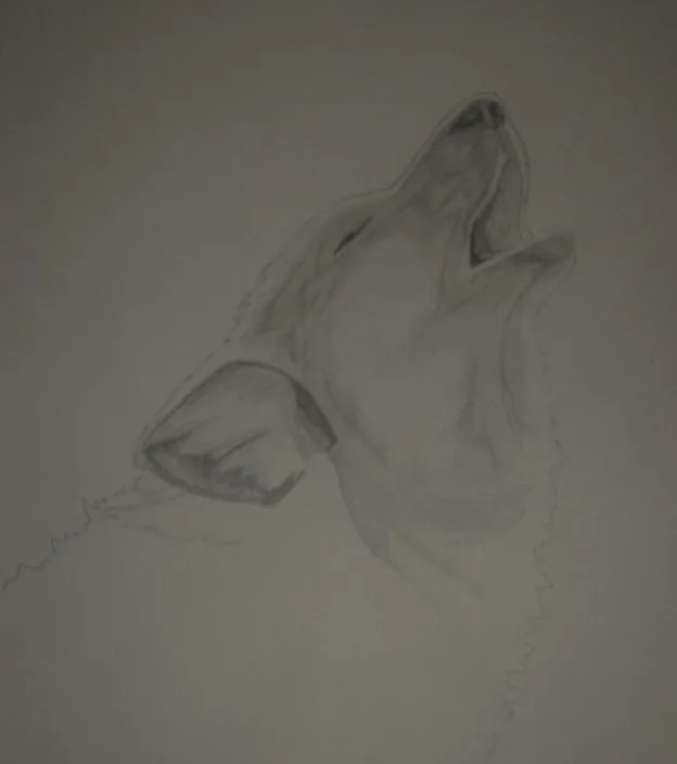 Dibujo de lobo aullando a lapiz - Imagui