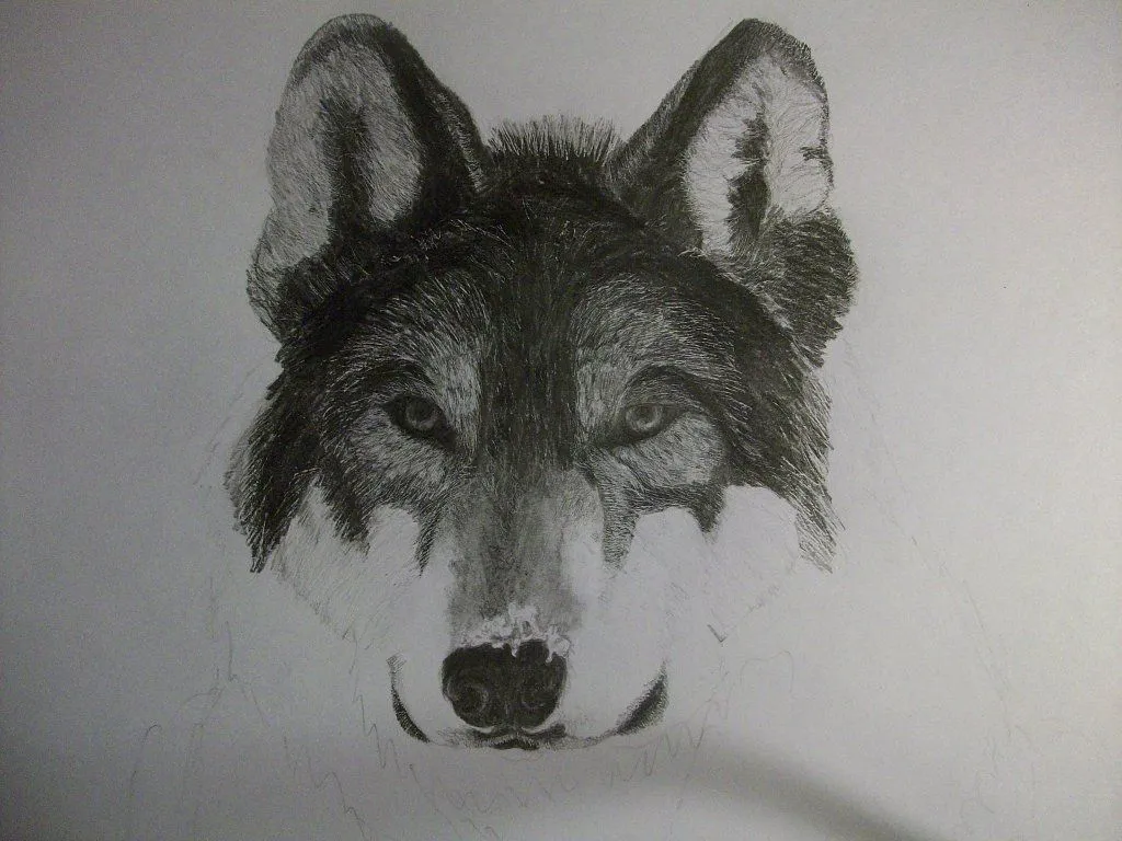 Dibujo a lápiz de un lobo (con los pasos ) | Aprender manualidades ...