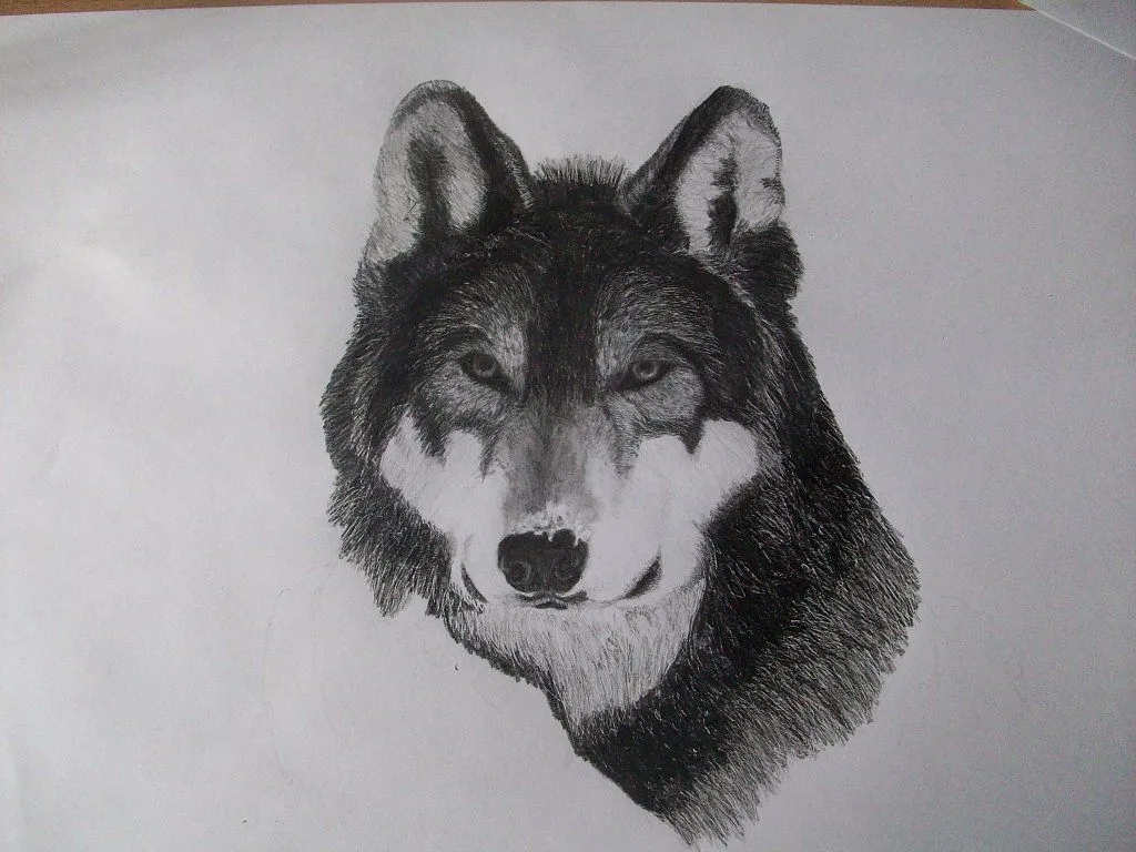 Dibujo a lápiz de un lobo (con los pasos ) | Aprender manualidades ... Dibujo a lápiz de un lobo (con los pasos ) | Aprender manualidades ...