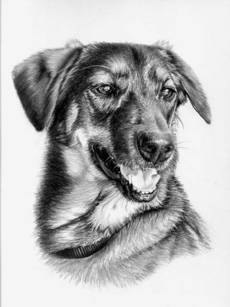 Pinturas de perros a lapiz - Imagui