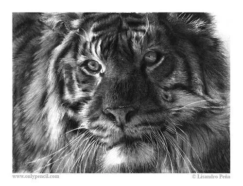 Dibujo a lápiz de un tigre. | Monsessita <3 | Pinterest