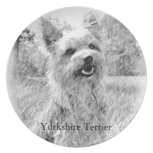 Dibujo de lápiz de Yorkshire Terrier Platos Para Fiestas | Zazzle