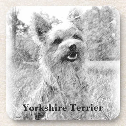 Dibujo de lápiz de Yorkshire Terrier Posavaso | Zazzle