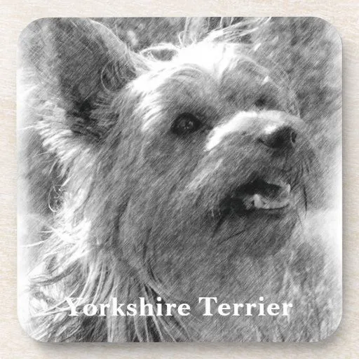 Dibujo de lápiz de Yorkshire Terrier Posavasos | Zazzle
