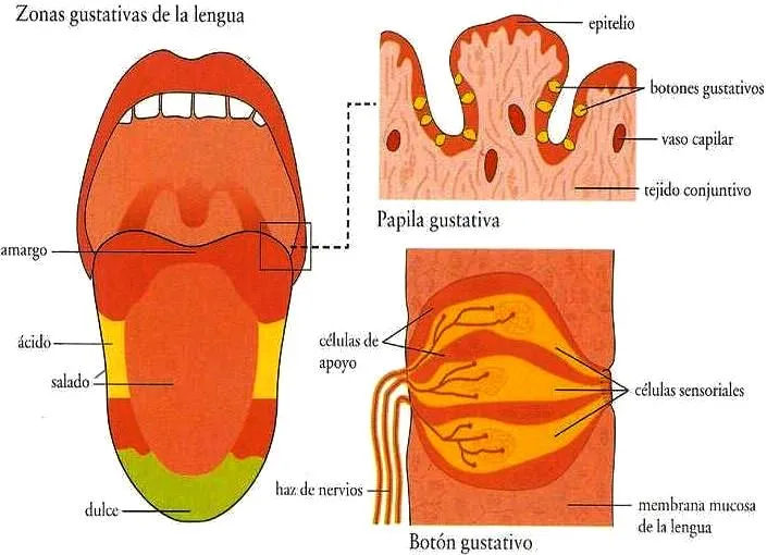 Dibujo de la lengua y sus partes - Imagui
