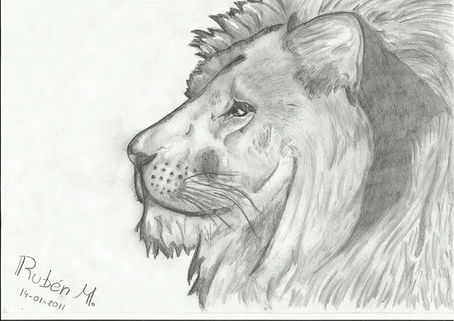 Dibujo leon a lapiz - Imagui