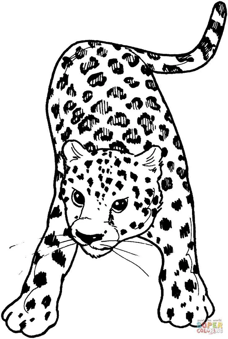 Dibujo de Leopardo de Frente para colorear | Dibujos para colorear imprimir  gratis | Animales salvajes para colorear, Leopardo para colorear, Leopardo  dibujo