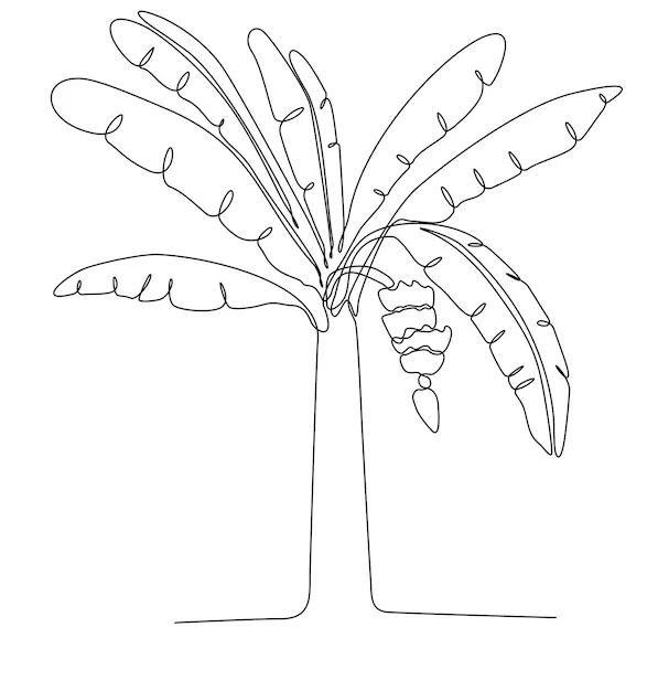 Dibujo de una línea de un árbol de plátano exuberante y suculento. plantas  ornamentales de banano para plantación. | Vector Premium