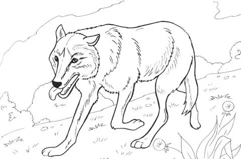 Dibujo de Lobo corriendo por el bosque para colorear | Dibujos ...