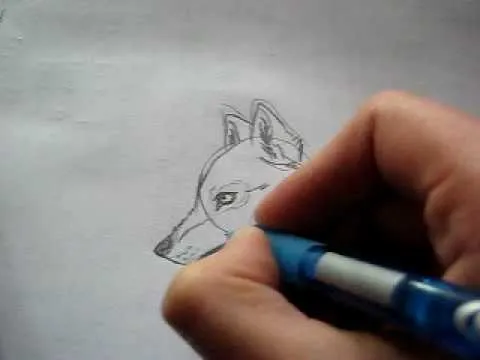Dibujo lobo - Wolf drawing - YouTube