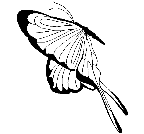 Dibujo de Mariposa con grandes alas para Colorear - Dibujos.net
