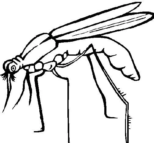 Dibujo de Mosquito para Colorear - Dibujos.net