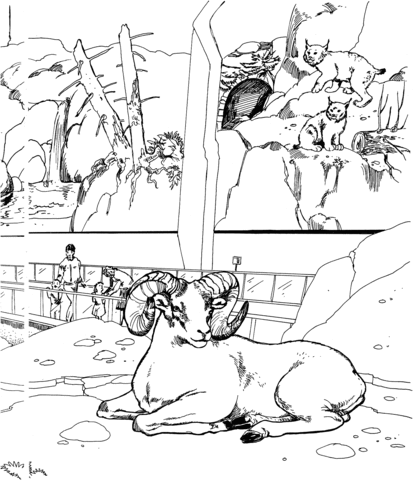 Dibujo de Muflón Canadiense en el zoológico para colorear ...