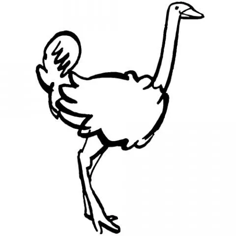 Para pintar avestruz - Imagui
