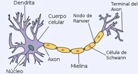 Dibujo de la neurona y sus partes para colorear - Imagui